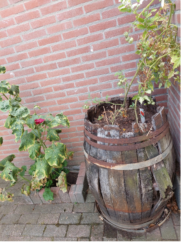 An old splintered and rusting barrel with planks bursting in the midriff but still holding together and with young tomato plants growing in the top